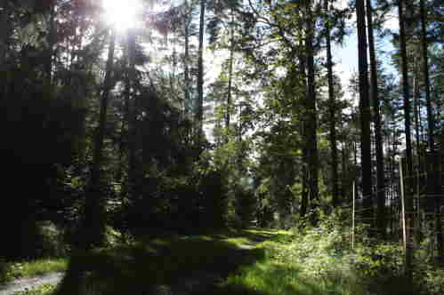 В лесу - солнце
