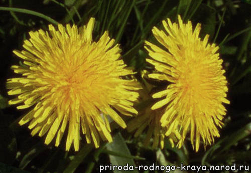 Одуванчик (Taraxacum)